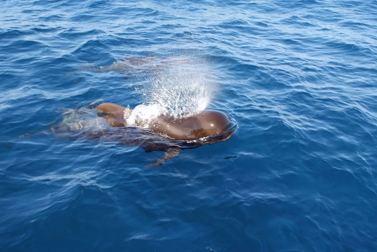 Jong exemplaar van de kortvinnige grindewal (Globicephala macrorhynchus), de walvissoort die het hele jaar bij Tenerife voorkomt
