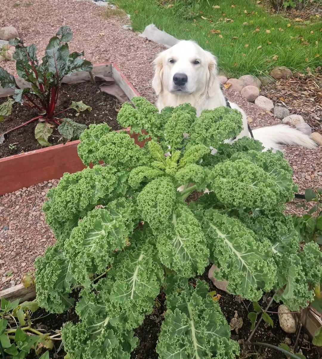 Golden retriever buiten in de natuur, symbool voor hondvriendelijk reizen